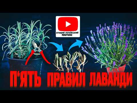 Видео: Лаванда догляд. Як розмножити лаванду. Важливо, коли, як. Мій досвід. Просто та надійно.
