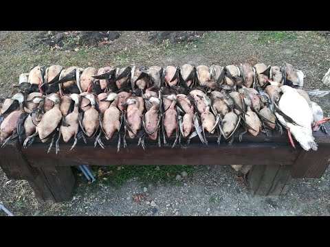 Видео: ОХОТА НА СЕВЕРНУЮ УТКУ 2024!часть вторая. ВЕТЕР,МОРОЗ!НЕОЖИДАННАЯ ПОТЕРЯ!ИТОГ НЕДЕЛЬНОЙ ОХОТЫ!