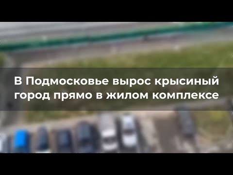 Видео: В Подмосковье вырос крысиный город прямо в жилом комплексе