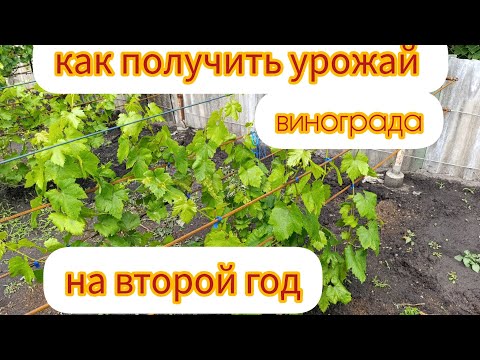 Видео: 🇺🇦Виноград. Как разогнать саженец для получения урожая на второй год.