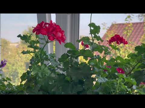 Видео: Літо прощавай.