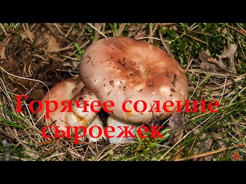 Видео: Горячее соление сыроежек. Подробный рассказ.