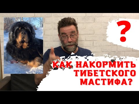 Видео: Тибетский мастиф плохо ест - Что делать?