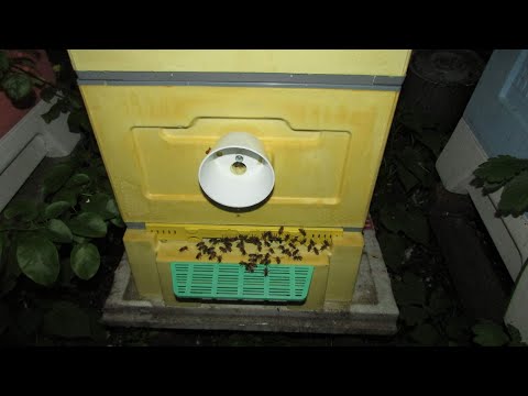 Видео: ошибки пчеловода в сентябре, которые могут привести к гибели пчелосемей