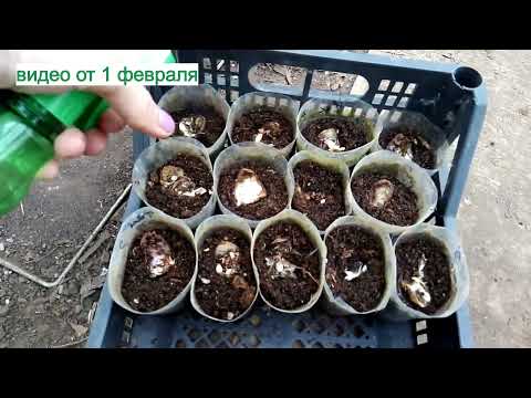 Видео: Размножение лилии чешуйками