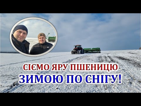 Видео: Сіємо яру пшеницю зимою по снігу!