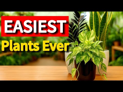 Видео: Комнатные растения для начинающих: 5 растений, которые вы действительно сможете сохранить живыми