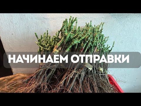Видео: Вот почему мои саженцы разбирают ещё до начала продаж!