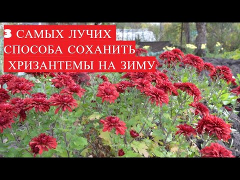 Видео: 3 САМЫХ ЛУЧШИХ СПОСОБА КАК СОХРАНИТЬ ХРИЗАНТЕМЫ НА ЗИМУ