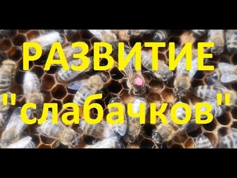 Видео: Как развились "дохлики" :-)) с подогревом.