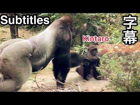 Видео: MOMOTARO безжалостно выталкивает KINTARO с дороги. 🅷🅾🆃【КиотоЗоо, Горилла