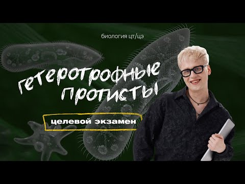 Видео: ГЕТЕРОТРОФНЫЕ ПРОТИСТЫ | Целевой экзамен