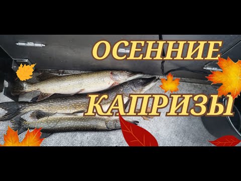 Видео: Осенние капризы. Щука - судак.