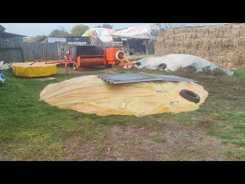 Видео: Кукурудза з поля