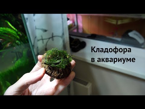 Видео: Кладофора в Острове! Как избавиться #СтопХим