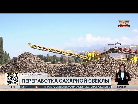 Видео: Рекордный  урожай сахарной свёклы ожидают фермеры Жамбылской области