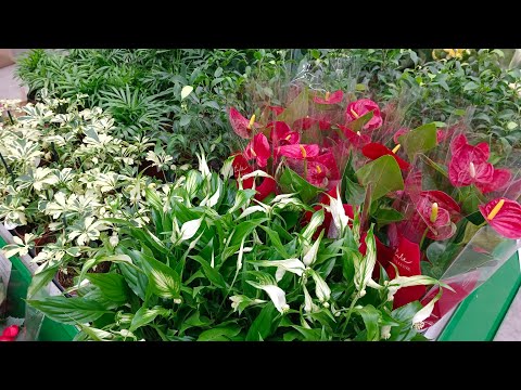 Видео: 🍃🪴БАУЦЕНТР🧡Планета Цветов🍃
