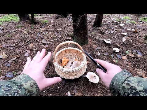 Видео: ❗ НАКОСИЛ ГРИБОВ в ПРЕДДВЕРИИ ЗИМЫ👉ФИОЛЕТОВЫЕ ГРИБЫ и ГОВОРУШКА ДЫМЧАТАЯ. Грибной ноябрь 2024