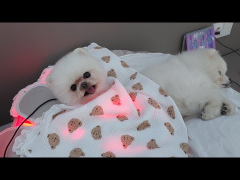 Видео: Мой щенок играл во дворе, и вдруг с ногой что-то не так :'(