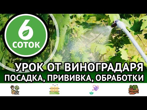 Видео: Урок от виноградаря. Посадка, прививка, обработки. 6 соток 29.05.2023