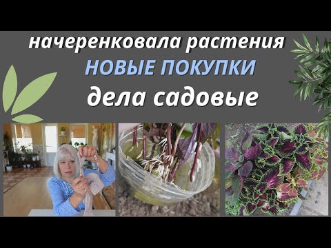 Видео: Влог/Рассказываю, что нового купила/Начеренковала колеусы/Вот что получилось из Бушмена@SubTatiana