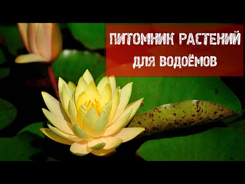 Видео: ПИТОМНИК РАСТЕНИЙ ДЛЯ ВОДОЁМОВ АЛЕКСАНДРА МАРЧЕНКО