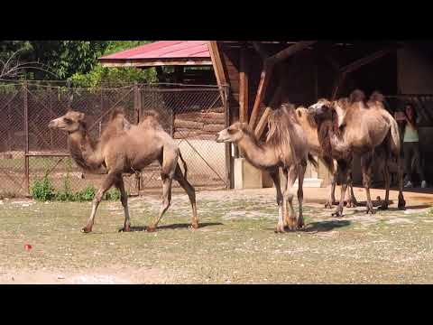 Видео: Четири двугърби камили пристигат в Софийския зоопарк