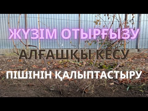 Видео: ЖҮЗІМ ОТЫРҒЫЗУ, АЛҒАШҚЫ КЕСУ, пішінін қалыптастыру. |Посадка винограда, первая обрезка| #garden#бақ