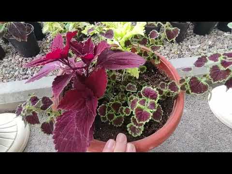 Видео: Вынесла колеусы в сад. Цветочные композиции из колеуса и других растений. Обзор всех сортов и миксов