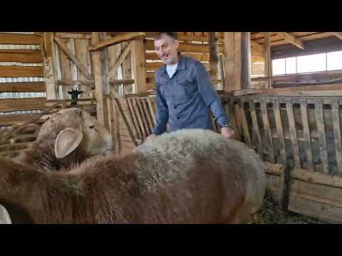 Видео: Гости на хозяйстве с Республики Калмыкия.