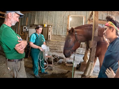 Видео: ЭРЛ БОЛЕЗНЕН // Что не так с нашей лошадью Suffolk Punch???! #851