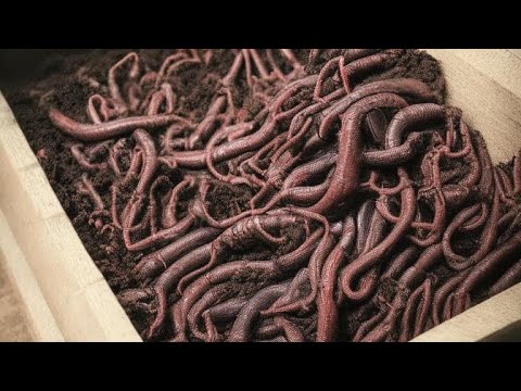 Видео: Как Червь Чёрный Принц Пережил -30