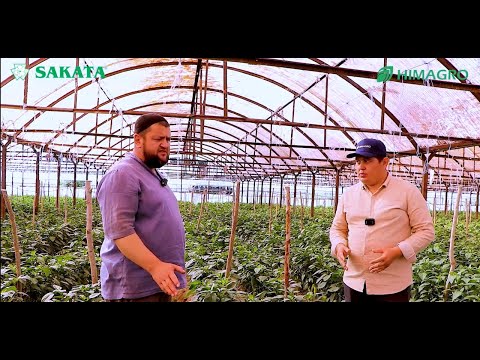 Видео: Сифатли ва юқори ҳосилдорлиги билан Балиқчилик деҳқонни ҳайратга солган JAWA F1 (Jawa F1-Sakata)