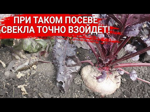 Видео: При таком посеве свекла точно взойдёт!