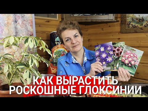 Видео: Как вырастить роскошные глоксинии