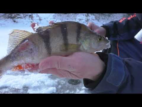 Видео: Ловля окуня на безмотылку на малой речке. Первый лёд. 21 ноября 2022.