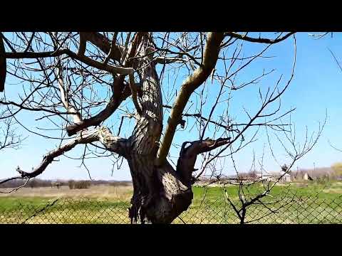 Видео: Переехали в Ставропольский край. Гуляю по участку. Ветер помешал.