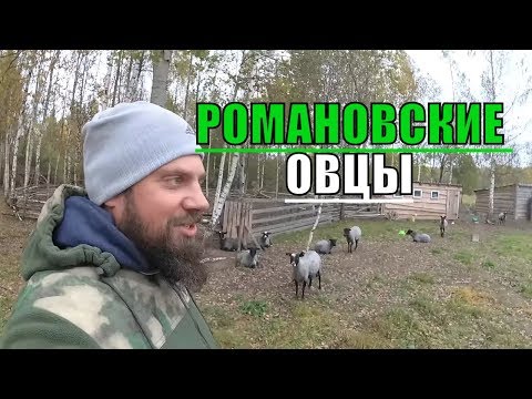 Видео: РОМАНОВСКИЕ ОВЦЫ / МОЙ ОПЫТ / ПЛЮСЫ И МИНУСЫ