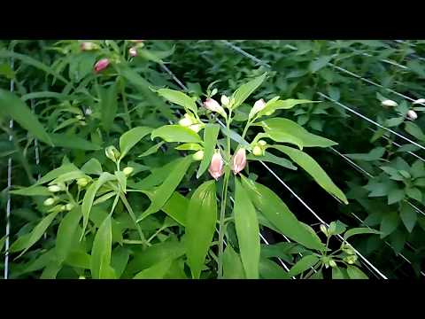 Видео: Альстромерия — цветы, которые из-за внешнего сходства называют перуанской лилией или лилией инков.