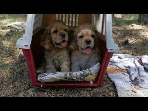 Видео: Марсель, Антон и Нюша❤️