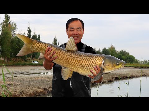Видео: 2 гигантские рыбы, только что пойманные, приготовленные с овощами и тофу в деревенском рагу!