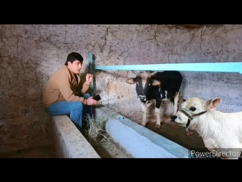 Видео: Букапарвари дар н.Фархор дар 1 мох 5600 сомон фойда.