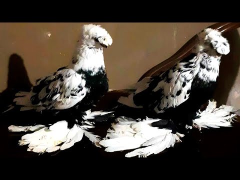 Видео: Труды наших голубеводов 💪 Двухчубые голуби. Tauben. Pigeons. Palomas.