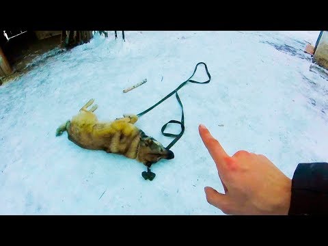 Видео: Дрессировка ДВОРНЯЖКИ (результат)