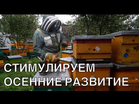 Видео: СТИМУЛИРУЕМ ОСЕННИЕ РАЗВИТИЕ 