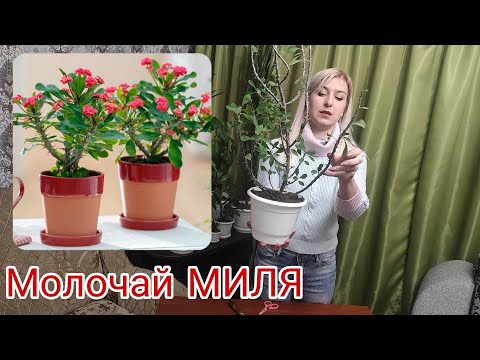 Видео: Молочай МИЛЯ. Уход и размножение. Желтеет и осыпается листья.