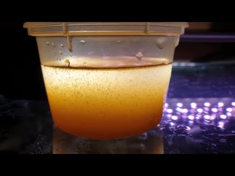 Видео: КАК ВЫРАСТИТЬ КРЕВЕТОК ДО ВЗРОСЛЫХ СТАДИЙ.