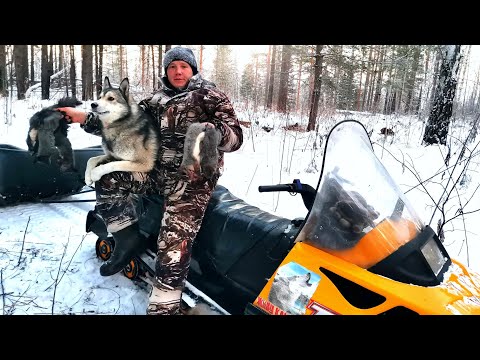 Видео: БЕЛКУЕМ С МОЛОДЫМИ СОБАКАМИ. ПЕРВАЯ ОСЕНЬ-ЗИМА У ЩЕНКОВ.