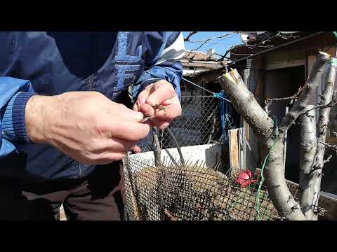 Видео: № 323   Присаждане на кайсия. Ашладисване малко след 0 градуса и огряване на слънцето - 07.03.2021 г