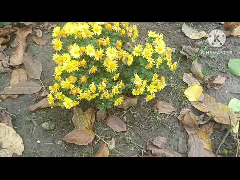 Видео: Посадка чеснока 